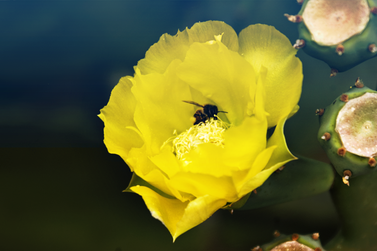random_photo__11_by_darkressxx-d62w19v.png