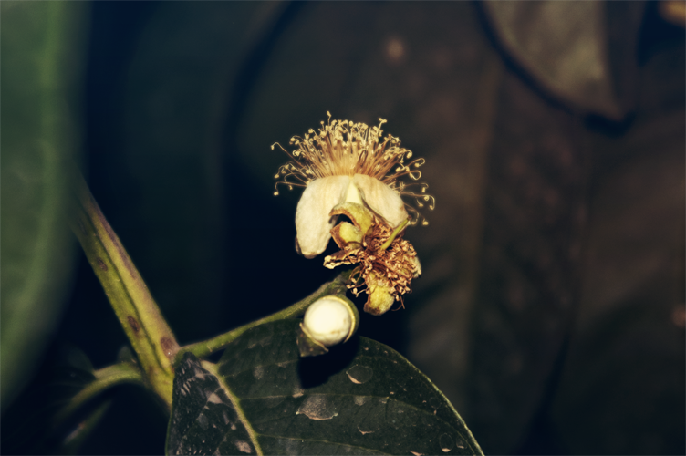 random_photo__15_by_darkressxx-d63sb0q.png