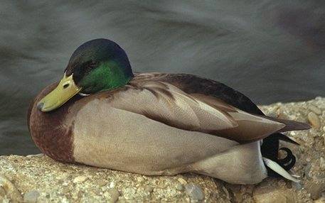 Ente.jpg