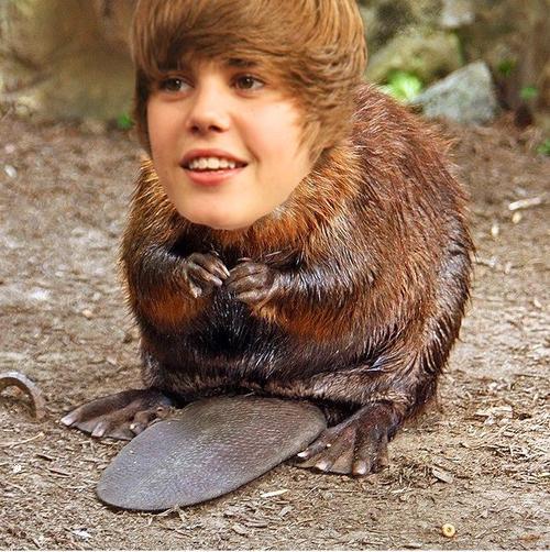 bieber-as-beaver2.JPG