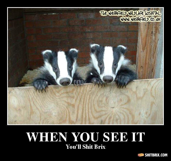 badgers_not_guilty.jpg