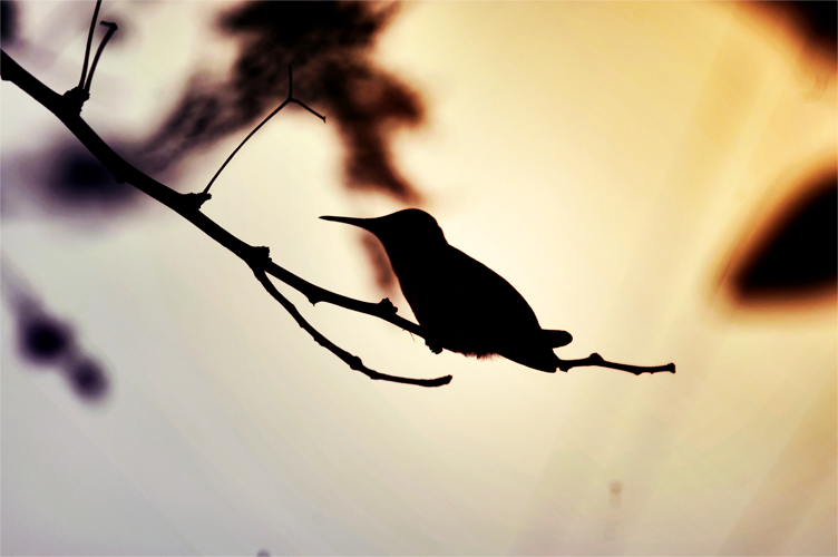 colibri_by_darkressxx-d5zukxu.png