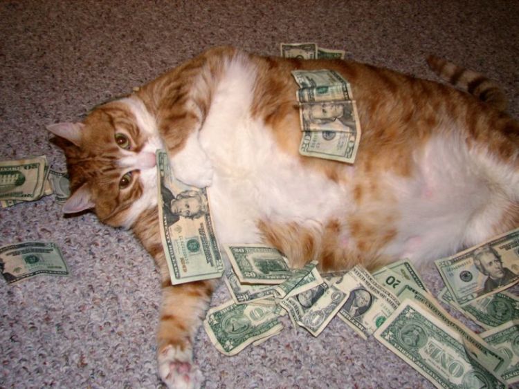 fat-cat2.jpg