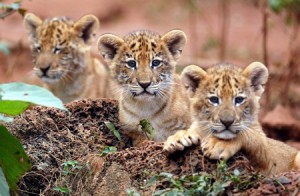 cubs-300x196.jpg