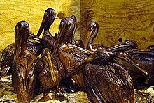 220px-Gulf-Oiled-Pelicans-June-3-2010.jpg