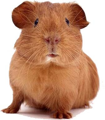 guinea-pig1.jpg