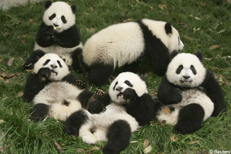 pandasrelaxR_450x300.jpg