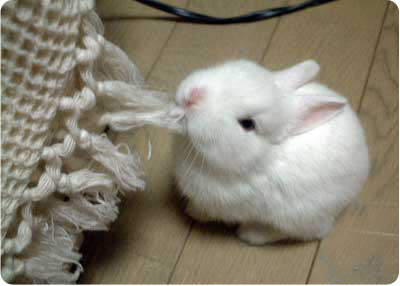 cute_bunny2.jpg