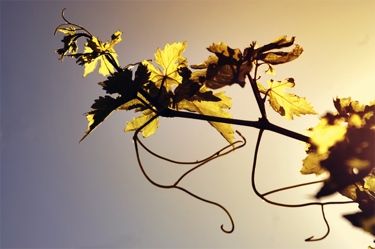 random_photo__9_by_darkressxx-d61nk6u.png