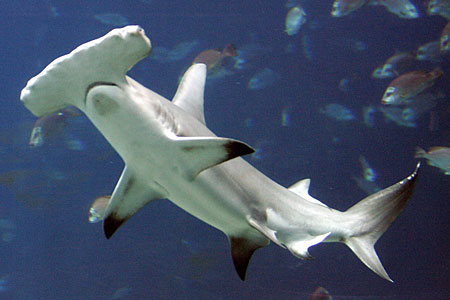 hammerhead.jpg