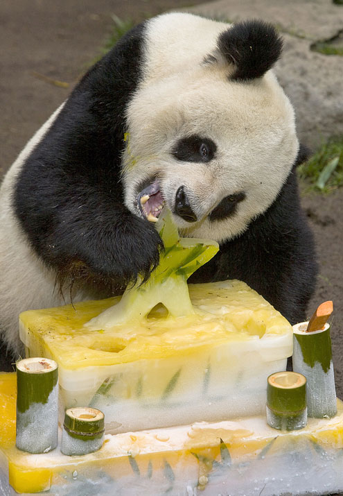 panda_2.jpg