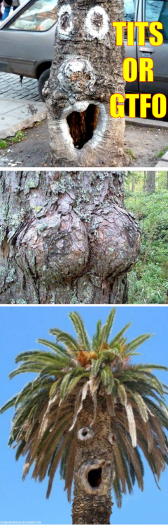 tumblr_lfzxf4h2Ze1qanb21o1_500.png