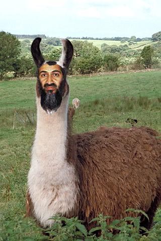 bin%20Llama.jpg