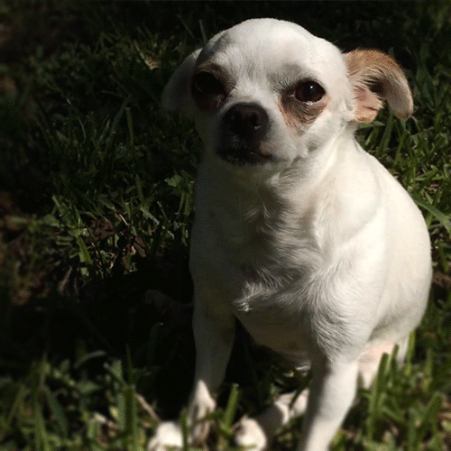 cute-funny-dog-animated-gif-38.gif