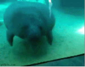 1236242217_manatee-bumps-into-glass.gif