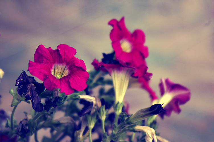 little_flower_by_darkressxx-d5zr2s8.png