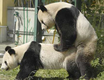 gayPandasMating.jpg