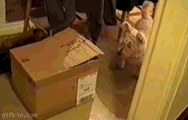 1260993848_surprise_cat.gif