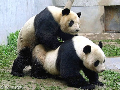 panda500_500.jpg