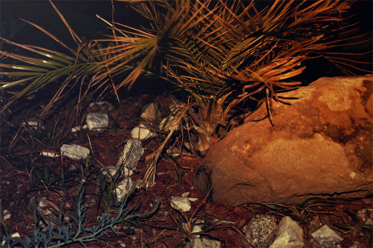 random_photo__17_by_darkressxx-d6bx0rt.png