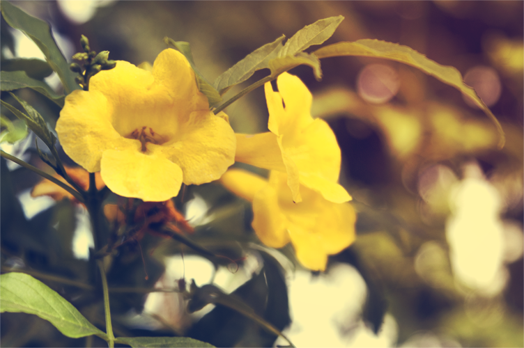 little_flower_2_by_darkressxx-d609fk9.png