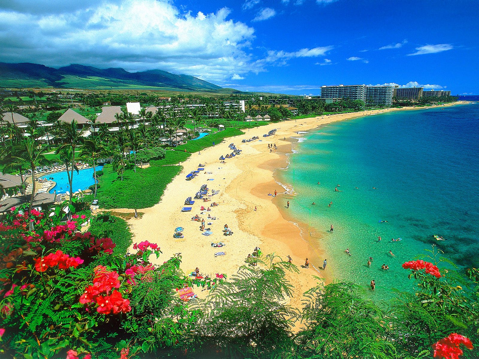 wallpaper_hawaii_animaatjes-16.jpg