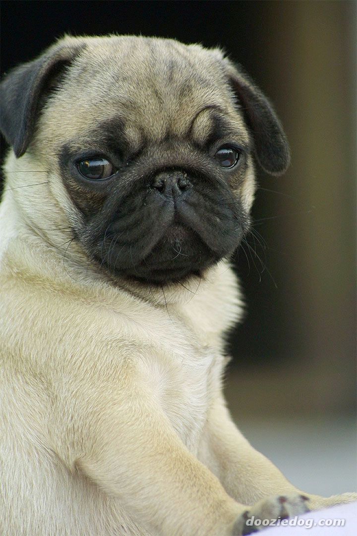 pug-puppy.jpg