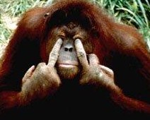 macaco.jpg
