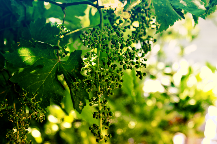random_photo__14_by_darkressxx-d63363m.png