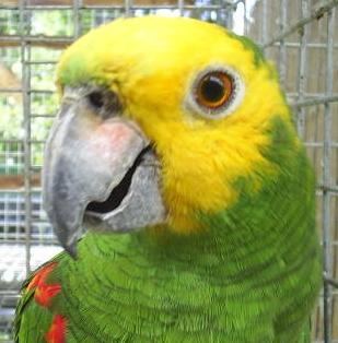 Papagaio+1.jpg