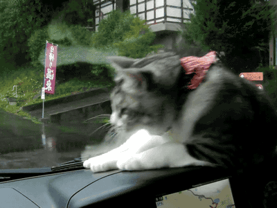 84237207.gif