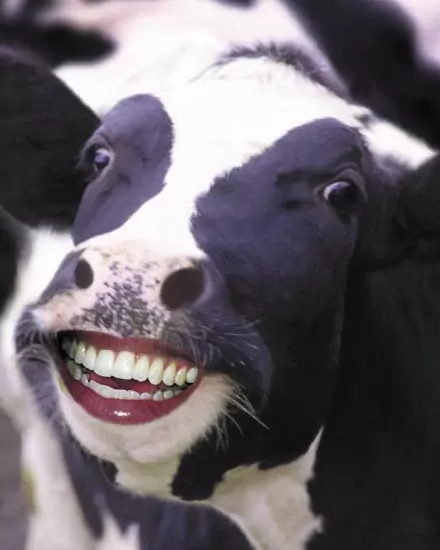 cow-human-milk.jpg