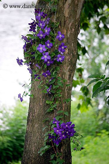 purple-flowers-on-tree-2-big.jpg