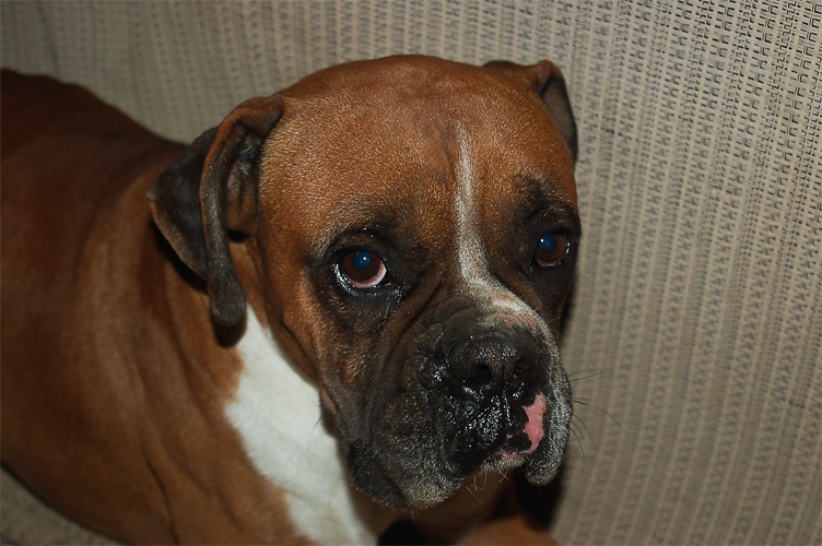 domesticated_animals__1_by_darkressxx-d6djk76.png