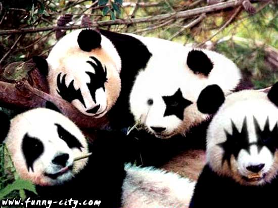 panda-kiss.jpg