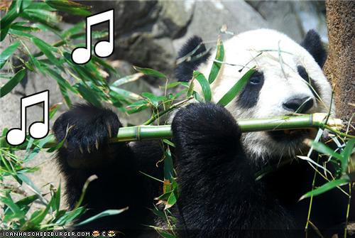 funny-pictures-panda-plays-the-flute.jpg
