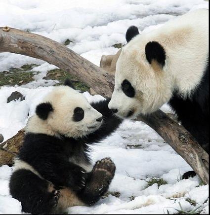 Cute-Pandas-pandas-22122896-425-436.jpg