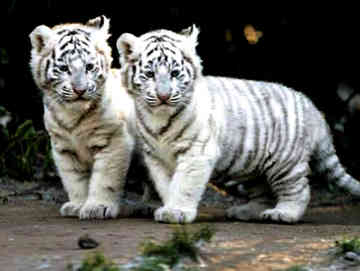 Tiger-Cubs-white-tiger-28321362-360-271.jpg
