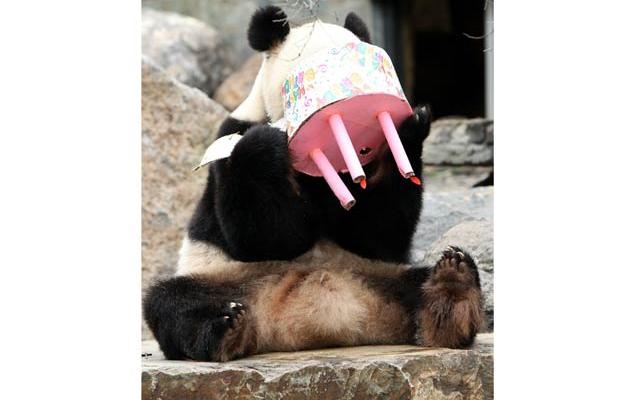 Panda-Plays-with-Birthday-cake.jpg