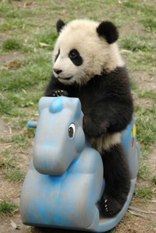 cute-panda.png