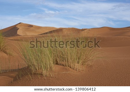 stock-photo-tuft-of-grass-growing-amongst-the-sand-dunes-of-the-sahara-desert-of-morocco-in-north-africa-139806412.jpg
