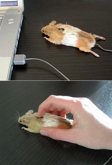 mouse-mouse.jpg