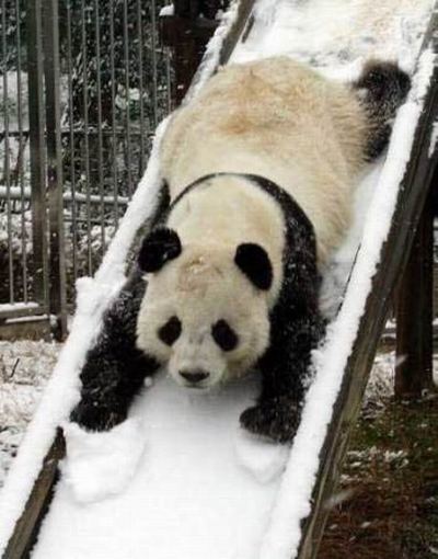 panda_in_snow.jpg