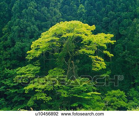 a-tree-with-light-green-leaves-stock-image__u10456892.jpg