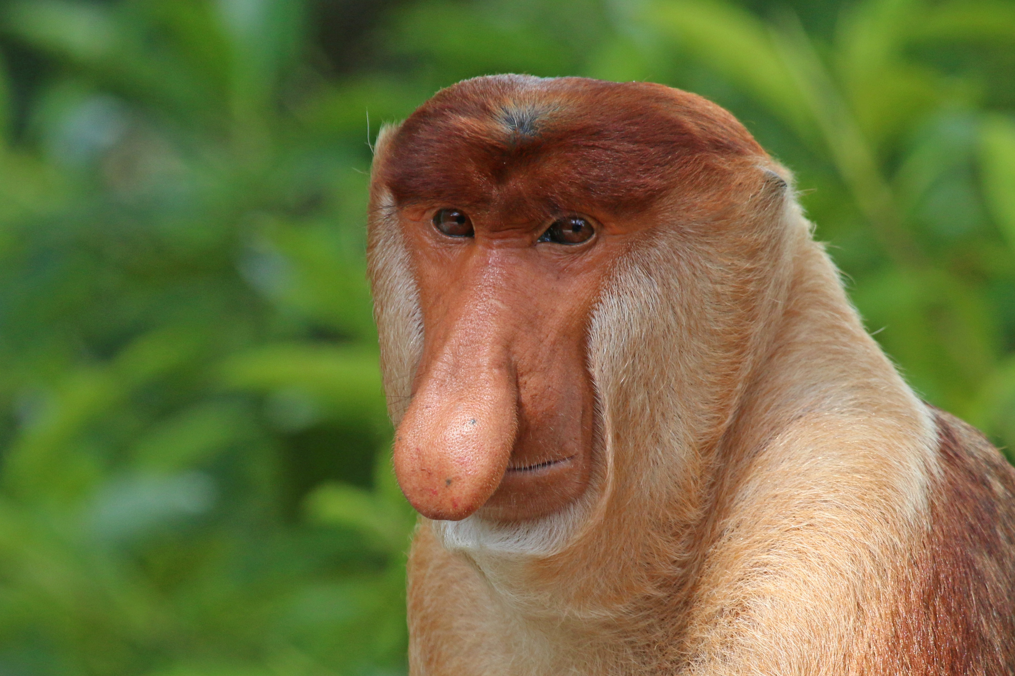 Proboscis_monkey_%28Nasalis_larvatus%29_male_head.jpg