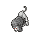 1599651676-White_Lion.gif
